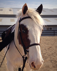 Palladia Farm - Buster